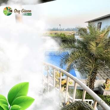 Condo vs Attached House